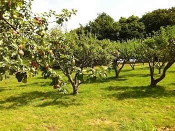 Cider Cottages Burley Ngoại thất bức ảnh
